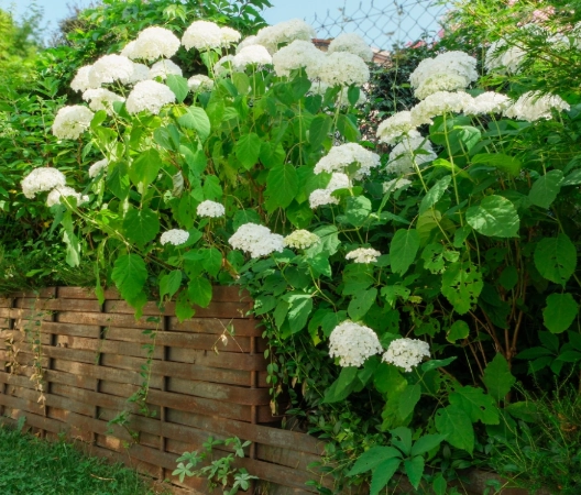 Bacs plantées en acier tressé
